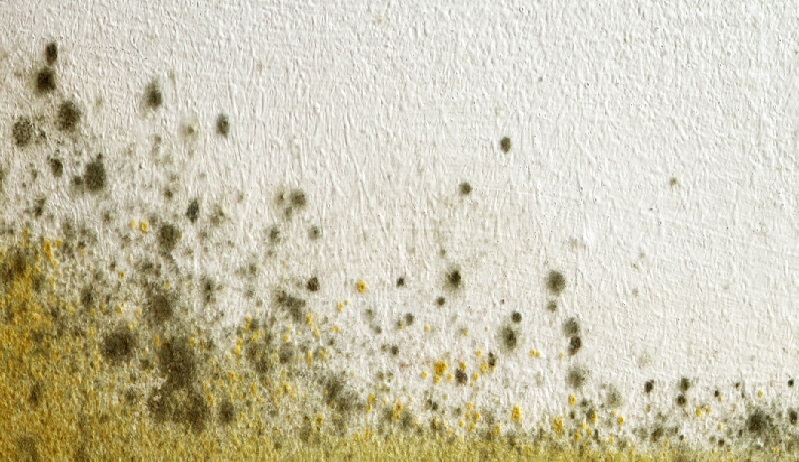 cleaning fungus from facades